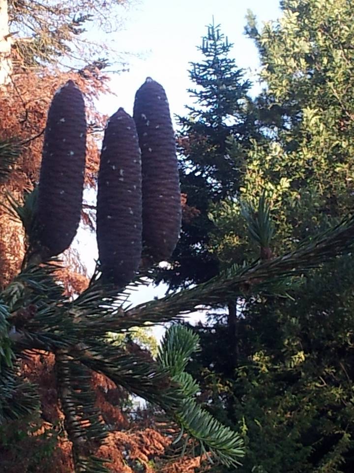 Adana Aladağ Posyağbasan Köyü Resimleri 3