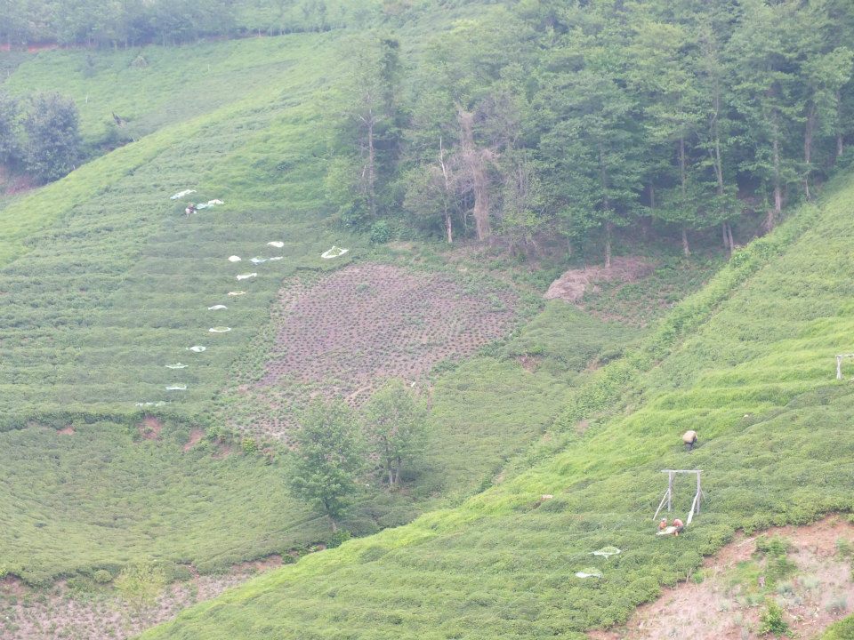 Of Gökçeoba Köyü Resimleri 18