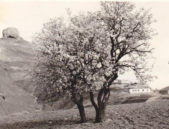 Baskil Bozoğlak Köyü Resimleri 1