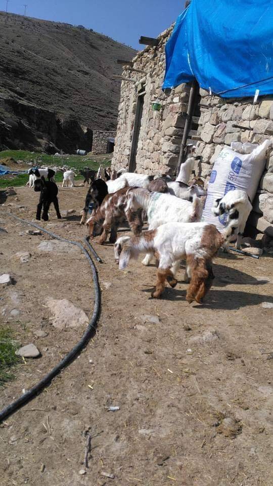 Baskil Bozoğlak Köyü Resimleri 2