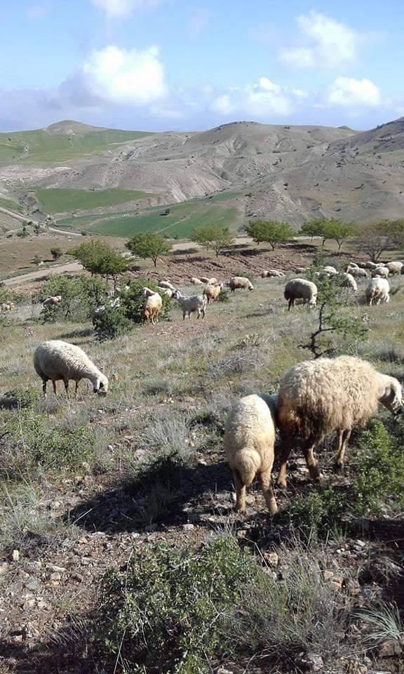Baskil Bozoğlak Köyü Resimleri 3