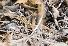 Mihalıçcık Gözeler Köyü Resimleri 3