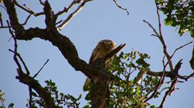 Mihalıçcık Korucu Köyü Resimleri 2