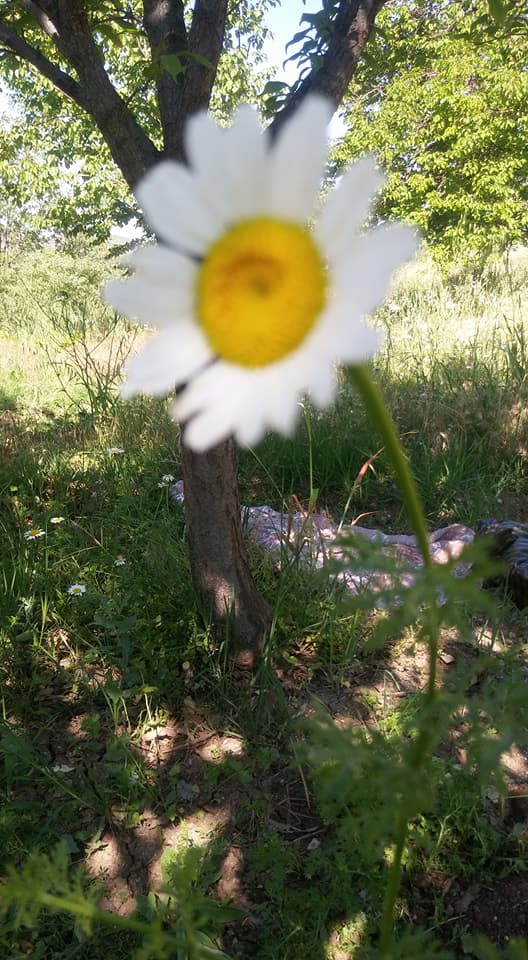 Baskil Eskiköy Köyü Resimleri 2