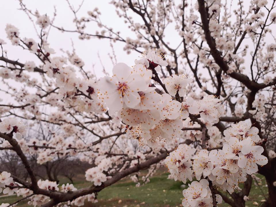 Baskil Hacımehmetli Köyü Resimleri 4