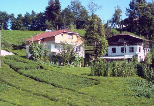 Of Korucuk Köyü Resimleri 7