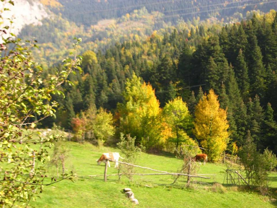 Küre Ersizler Köyü Resimleri 4