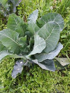 Of Serince Köyü Resimleri 22