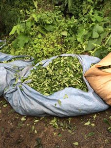 Of Serince Köyü Resimleri 32