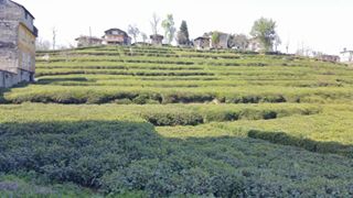 Of Serince Köyü Resimleri 35