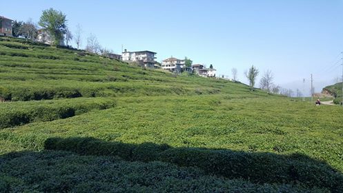 Of Serince Köyü Resimleri 36