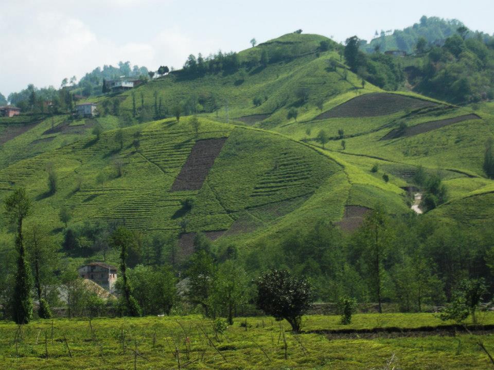 Of Serince Köyü Resimleri 41
