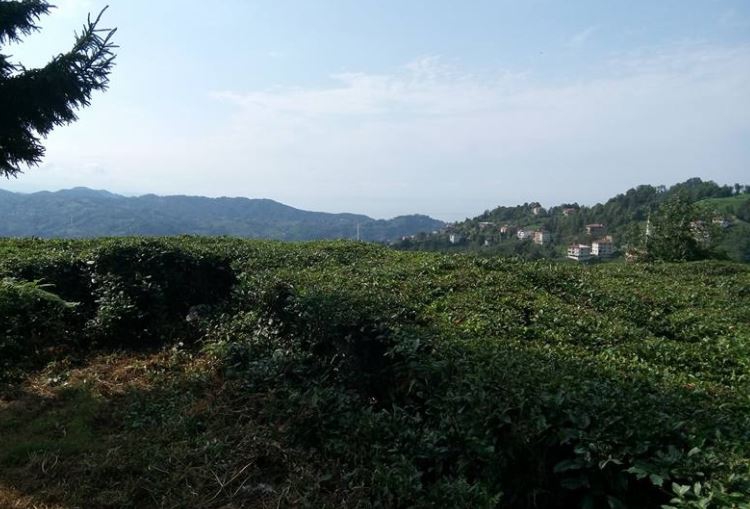 Of Serince Köyü Resimleri 54