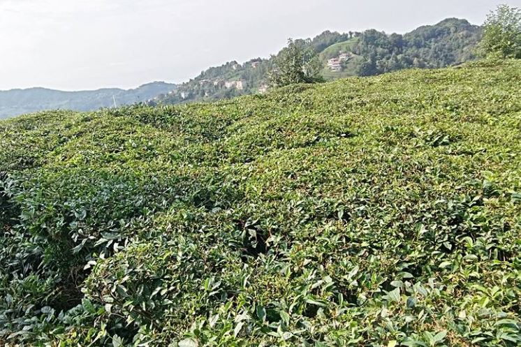 Of Serince Köyü Resimleri 64