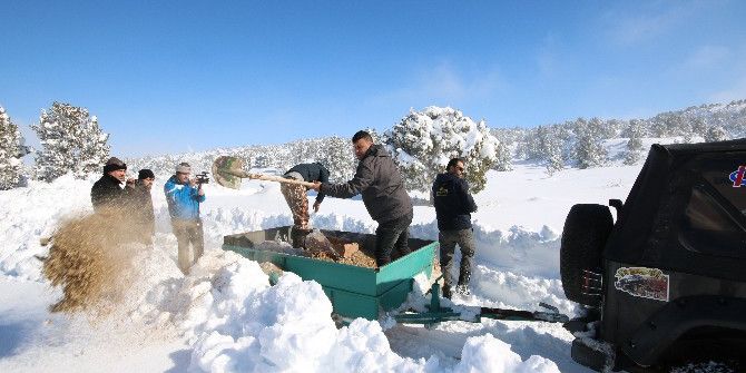 Beyşehir’de Yaban Hayvanlarına Yiyecek Desteği