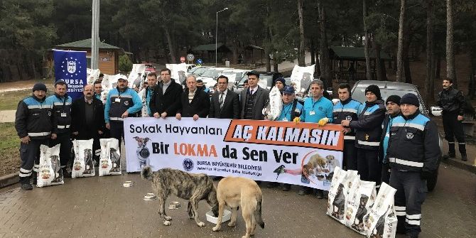 Bursa’da Sokak Hayvanlarına Büyükşehir Şefkati
