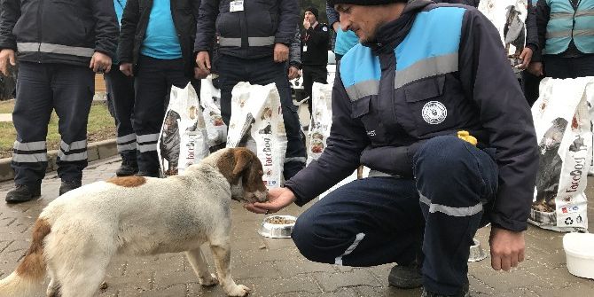 Bursa Büyükşehir Belediyesi Sokak Hayvanları İçin Yem Dağıttı