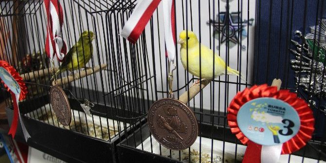 Bu Kanaryalar ‘Madalyalı’