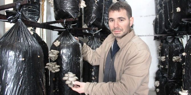 Bunlar Da Organik Mantar