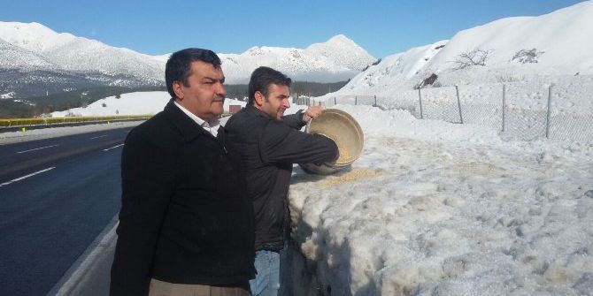 Adana Büyükşehir, Yaban Hayvanları İçin Doğaya Yem Bıraktı