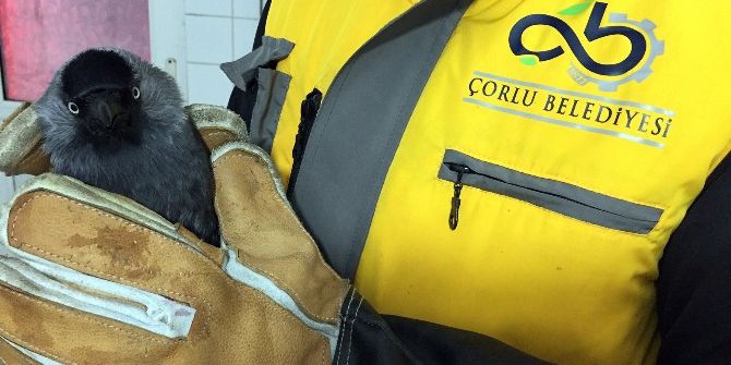 Donmak Üzere Olan Kedi Ve Karga Kurtarıldı