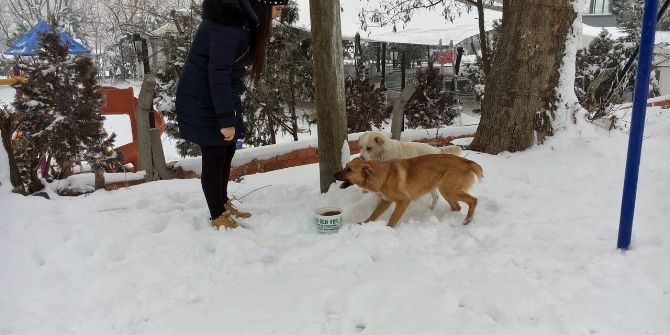 Edirne Belediyesi Sokak Hayvanlarını Unutmadı