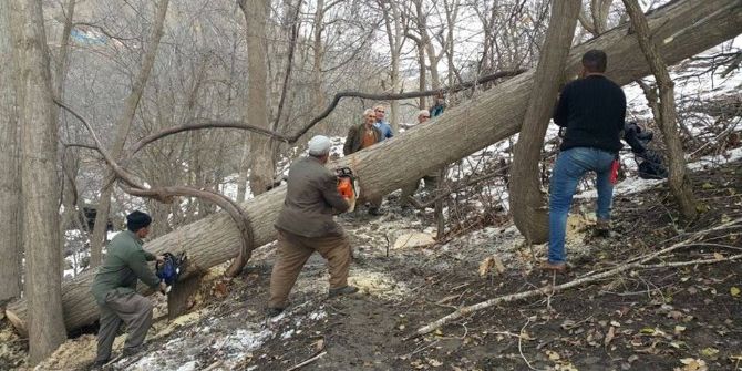 Yağışlara Dayanamayan Ağaçlar Kesildi
