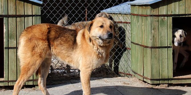 Barınağın Ömürlük Konukları