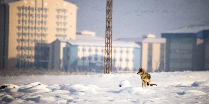 Kars’ta Aç Kurtlar Şehir Merkezine İndi