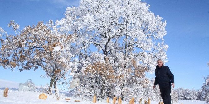 Zabıta Yaban Hayvanları İçin Doğaya Yiyecek Bıraktı
