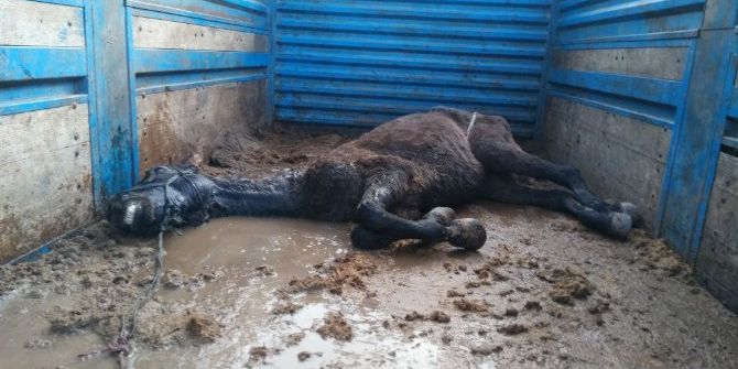 Antalya’da Kaçak At Kesimine Jandarma Baskını