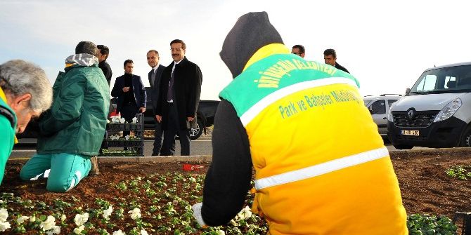 Atilla, Mevsimlik Çiçek Dikimi Çalışmalarını Denetledi