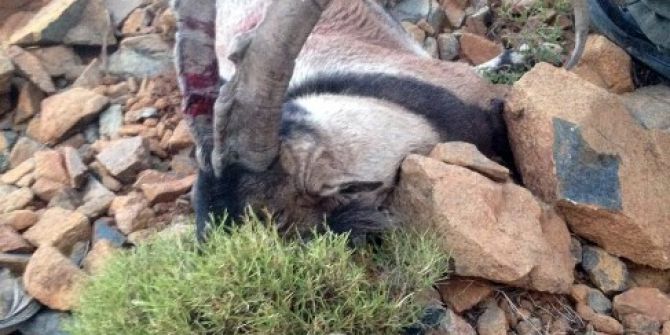 Yılbaşında Yemek İçin Dağ Keçisi Vurmuş