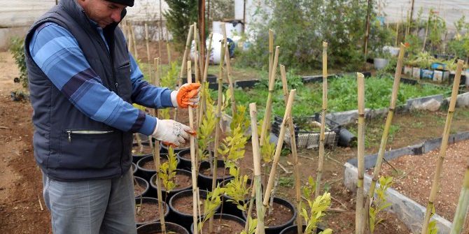 Erdemli Belediyesi, Serasında 100 Binin Üzerinde Çiçek Ve Fidan Üretiyor