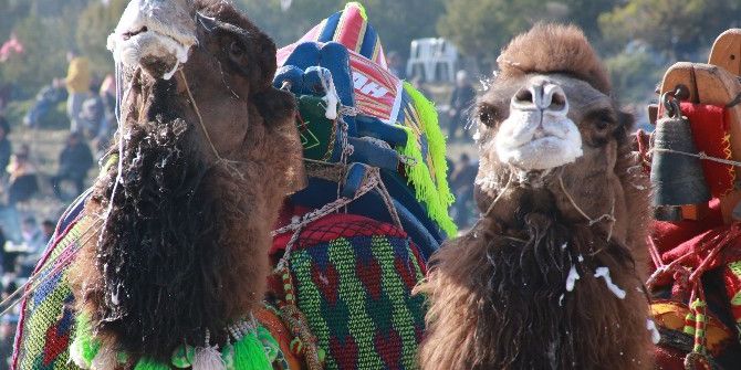 Bodrum’da Deve Güreşleri Yoğun İlgi Gördü