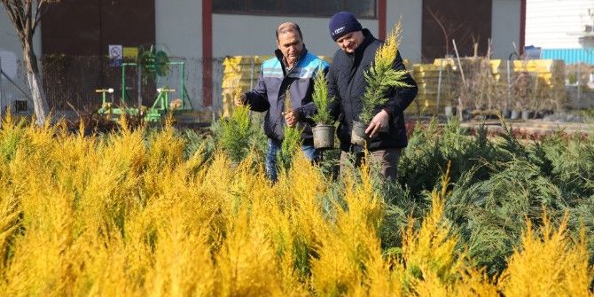 Nilüfer Belediyesi 19 Bin Fidan Dağıtacak