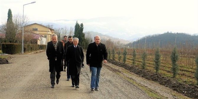 Zonguldak’ta Ginseng Potansiyel Deneme Sahaları Tespit Edildi