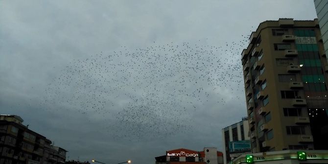 Sığırcıkların Dansı Büyüledi