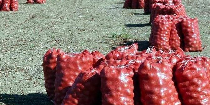 Kuru Soğan Üretim Rekoru Kırdı