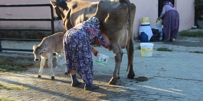 Pazarın Tüm İnekleri Esma Teyze’den Soruluyor