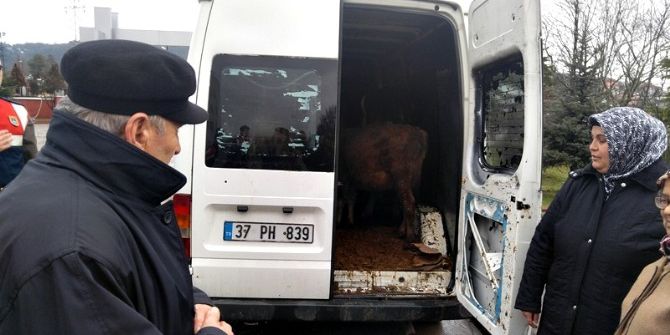 Bartın’da Hayvan Hırsızlığında Yeni Gelişme