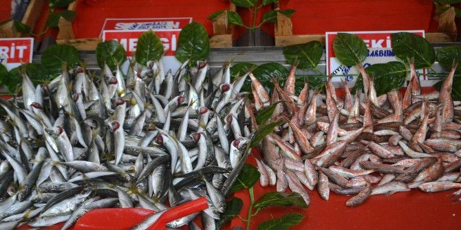 Balıkçılar İçin 2016 Yılı 2015’e Göre Daha İyi Geçti