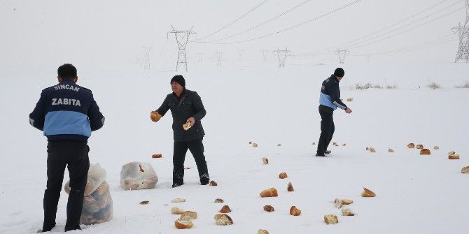 Sincan Belediyesi Sokak Hayvanlarını Unutmadı
