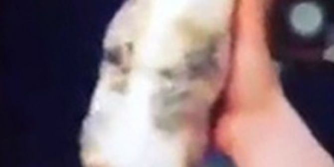 Kediye Bantlı İşkence