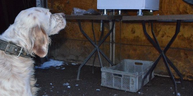 Köpeği Aç Kalmasın Diye Zaman Ayarlı Makine Yaptı