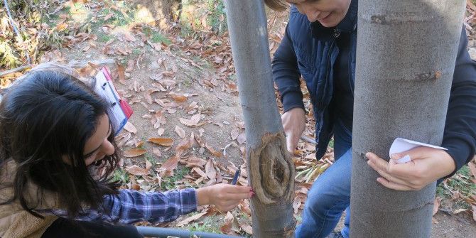 İzmir, Kestane Kanserini Yendi