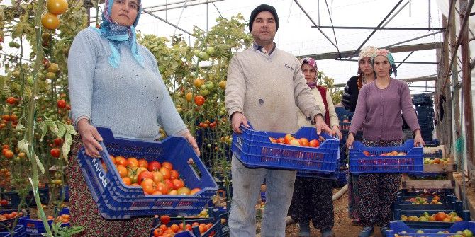 Antalya’da Örtü Altı Domatesi Tobacco Mosaic Virüsü Vurdu