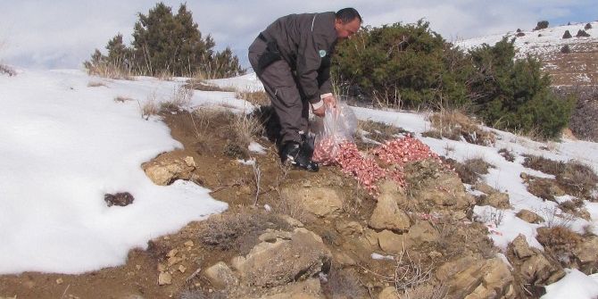 Pınarbaşı’nda Yaban Hayvanları İçin Yemleme Çalışması Yapıldı