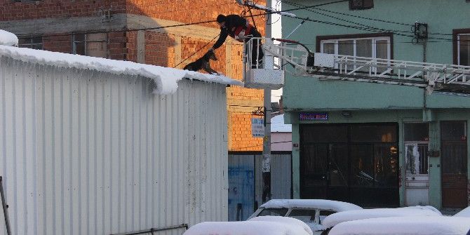 Çatıda Mahsur Kalan Köpeği İtfaiye Ekipleri Kurtardı
