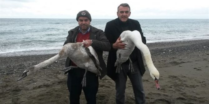 Yaralı Kuğular Tedavi Altına Alındı